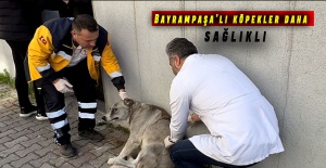 Bayrampaşa'lı köpekler daha sağlıklı