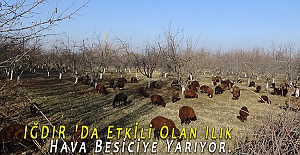 IĞDIR 'Da Etkİli Olan Ilık Hava Besiciye Yarıyor.