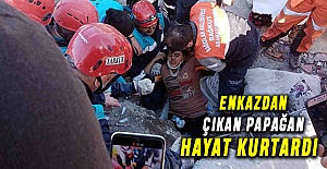 Enkazdan çıkan papağan hayat kurtardı