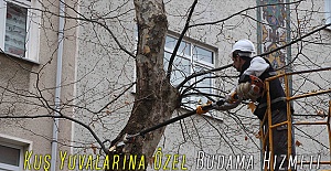 Kuş Yuvalarına Özel Budama Hizmeti